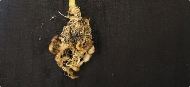 Brassica plant roots infected with the disease which causes clubroot.  The roots of the plant are swollen, twisted and distorted, preventing the uptake of water and nutrients.