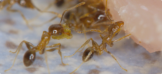 Coastal brown or big-headed ant seen under a microscope.