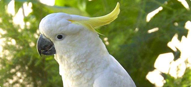 The Sulphur-crested Cockatoo is the number 3 priority declared animal species in WA