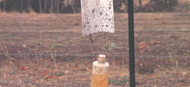 Sticky trap for monitoring common auger beetle adults