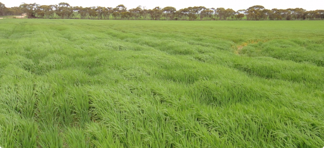 barley growth effects from compction by cropping traffic on a headland