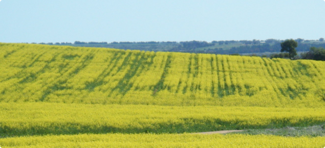 linear green patterns of delayed canola flowering caused by compaction from cropping traffic 