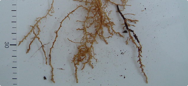 Lucerne roots thickened and distorted from growing into compacted subsoil