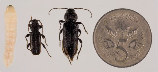 A larvae, male EHB beetle, female EHB beetle next to a 5 cent coin to illustrate the size.