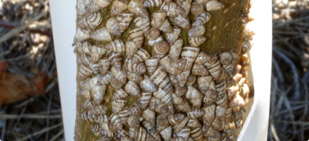 Conical snails on citrus tree trunk