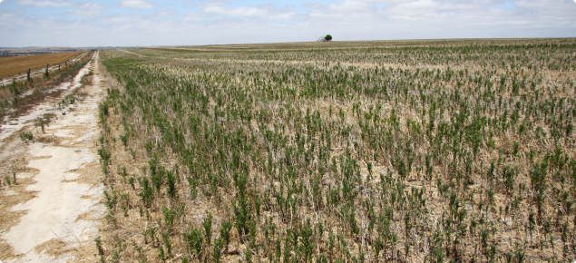 Fleabane in summer