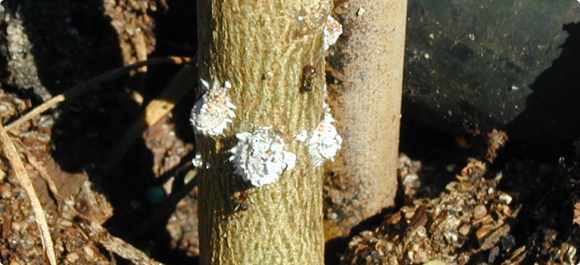 Cottony cushion scale on young citrus tree