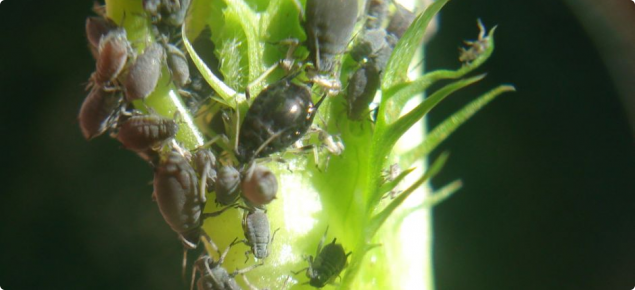 Cowpea aphid feeding on lupin stem. Cow pea aphids are dark in colour.