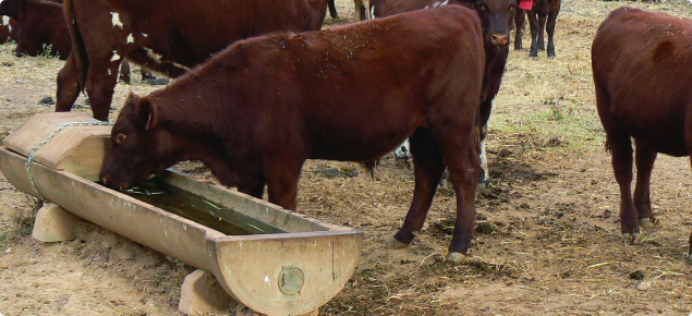Maintaining livestock water quality on small landholdings | Agriculture and Food Maintaining livestock water quality on small landholdings | Agriculture and Food