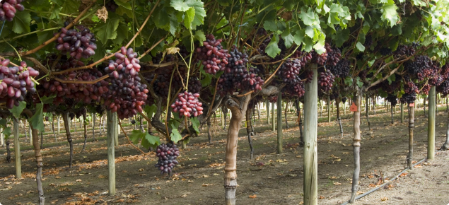 Rows of Crimson seedless vines