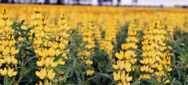 A photograph of a crop of yellow lupin in full flower. In the foreground individual plants with green leaves and individual yellow flowers on long racemes can be seen. In the mid and back ground the flowers dominate so the crop becomes a sea of yellow.