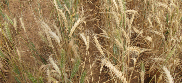 Crown rot in wheat showing white heads