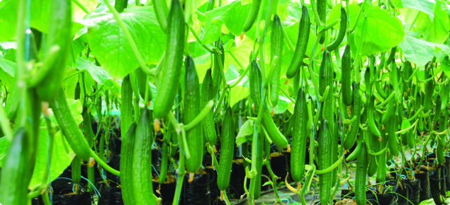 Cucumbers