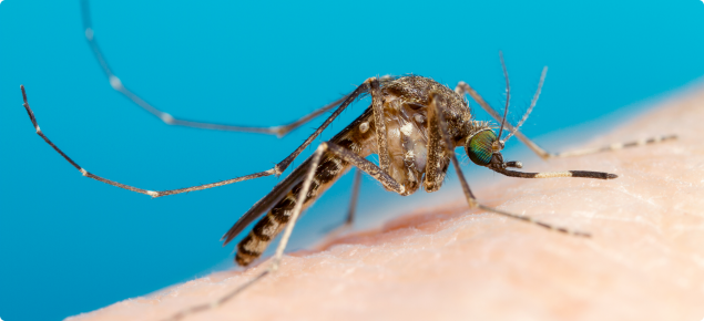 Culex annulirostris - mosquito species that spread JE