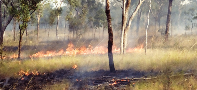 Curly spinifex fire