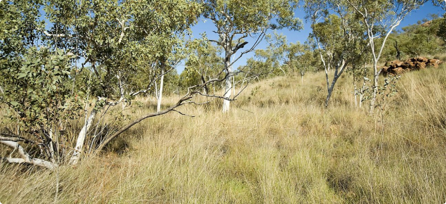Photograph of curly spinifex (Triodia bitextura) pastures in the east Kimberley