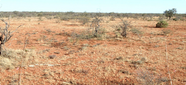 Photograph of currant bush mixed shrub pasture in poor condition in the southern rangelands