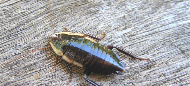 Cockroach on timber.