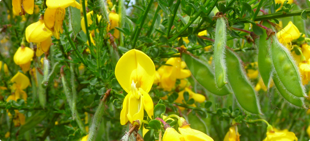 Cytisus scoparius flowers and seed pods