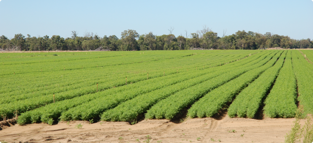 Carrot crop in Western Australia