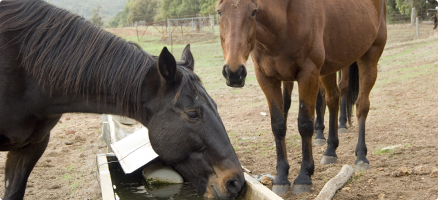 Horses can be affected by anthrax