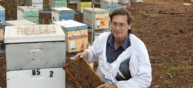 Apiary at DAFWA in South Perth