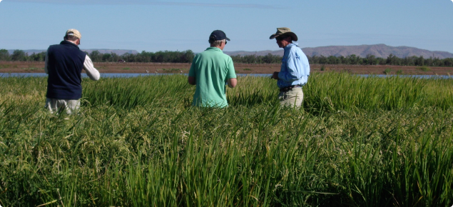 Rice trial at Frank Wise Institute