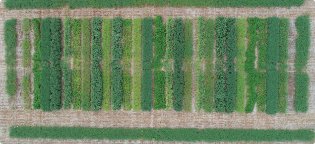 Multispecies pulse trial at Northampton