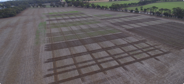 Drone view of wheat agronomy trials site following seeding at Katanning in 2021