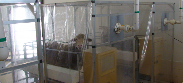 sheep in methane chamber