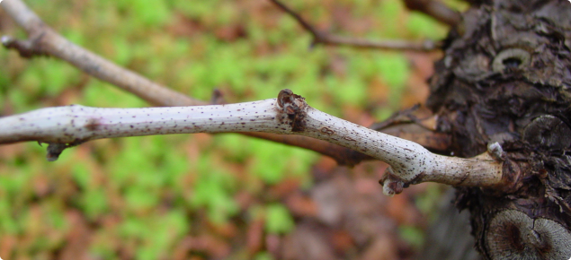 Bleached grape vine cane which could have been caused by several factors in the vineyard including Phomopsis viticola