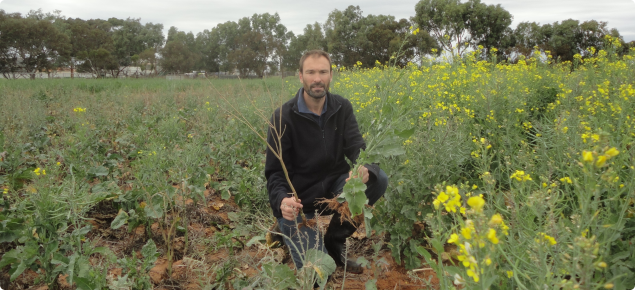 Martin Harries in Aphid trial