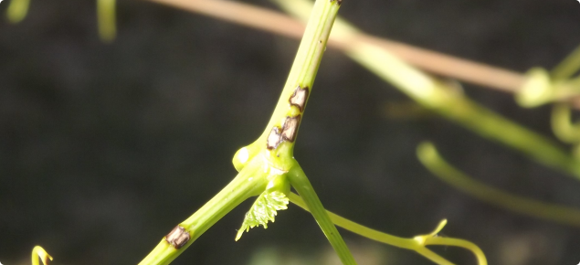 grape stem with blackspot infection