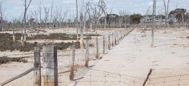 Photograph of salt affected valley floor showing dead trees and samphire colonisation
