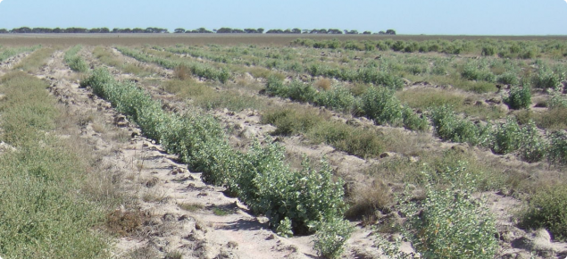 Oldman and river saltbush planting