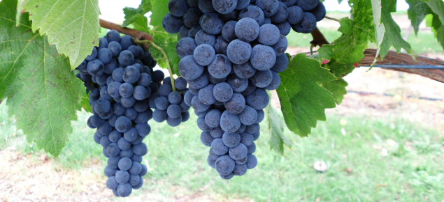 Fer wine grapes grown at Manjimup, WA