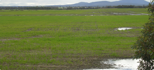 Waterlogging near Kendenup