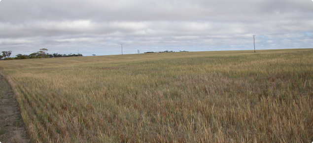 This volunteer barley crop hosted abundent stem rust when photographed in March 2004.