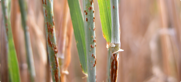 Volunteer barley can host wheat stem rust under summer green bridge conditions.
