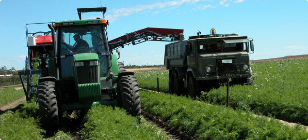 Carrots being mechanically harvested