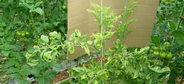 Yellowing and curling of leaves in zebra chip affected tomato plant