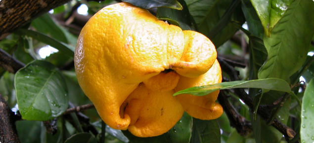 Lemon bud mite
