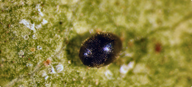 ladybird mite predator