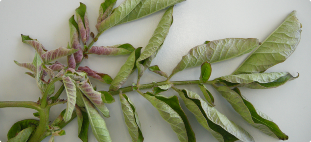 Zebra chip affected potato plant