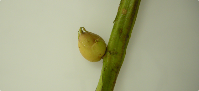 Aerial tuber formation in zebra chip affected potato plant