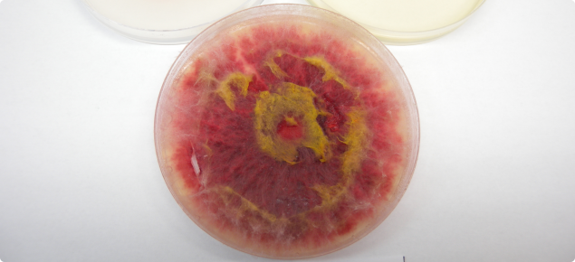 Fusarium pseudograminearum on a agar plate
