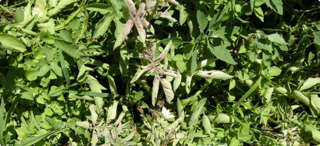 Zebra chip affected potato plant