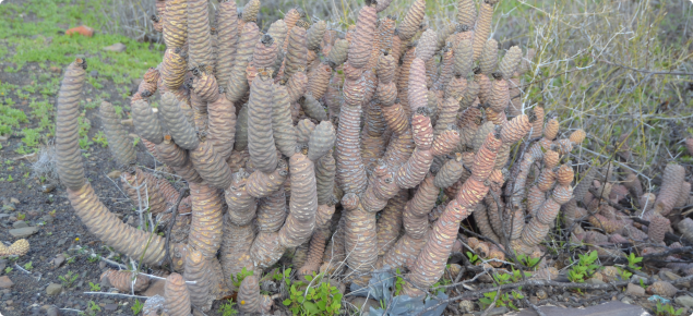 pine cone cactus infestation