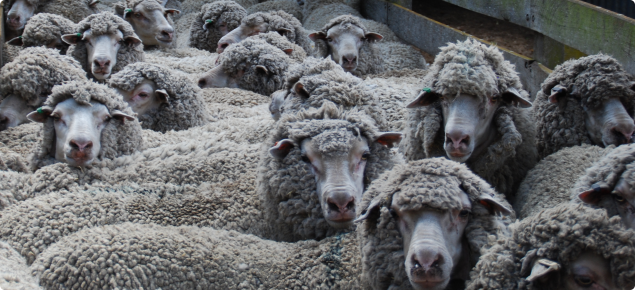 Merino ewes waiting in sheep yards
