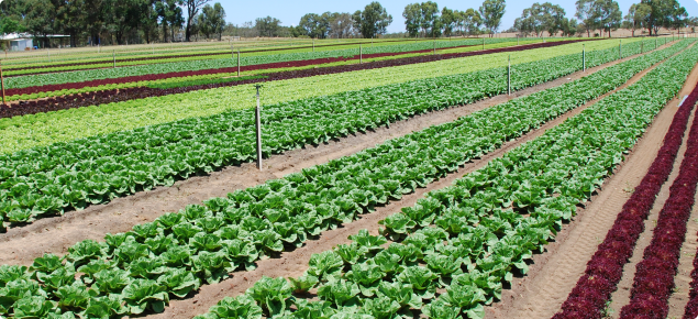 Mixed lettuce crops in Gingin